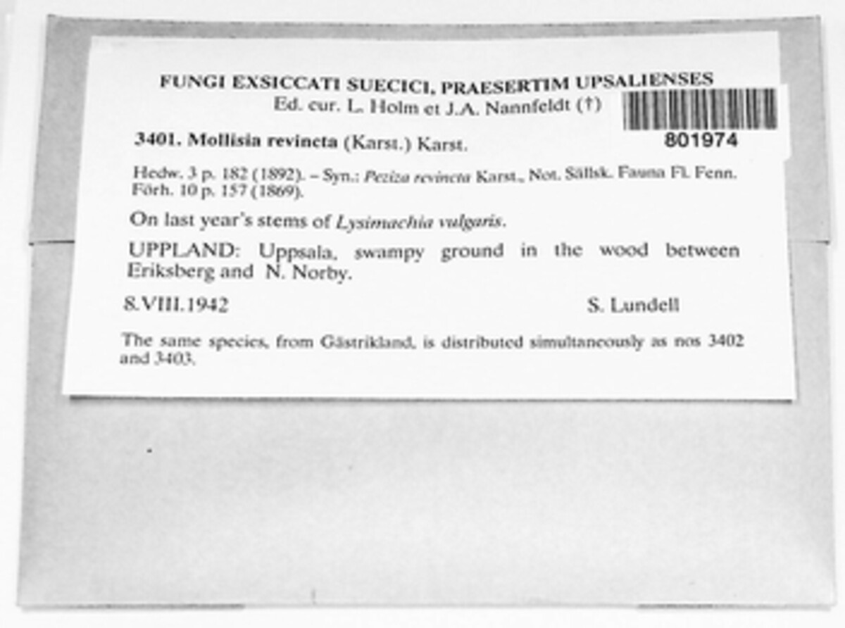 Pyrenopeziza revincta image